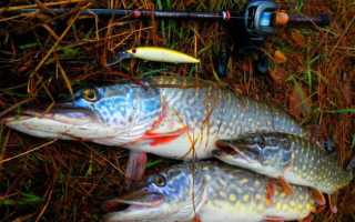 Техника ловли на медленно погружающуюяся насадку → Рыбалка в Украине :: Техника ловли :: Техника ловли в пресных водоемах по открытой воде :: Техника ловли на медленно погружающуюяся насадку