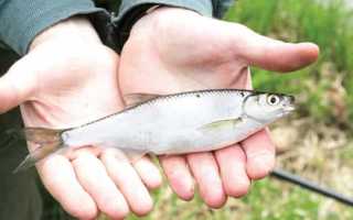 Ловля уклейки на поплавочную удочку