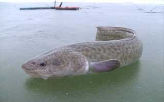 История жизни рыбы налим и способы большого улова