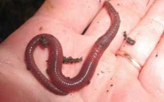 Зимняя ловля линя: где искать, приемы и способы рыбалки на линя