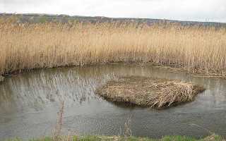 Когда нерестится щука и сколько раз мечет икру в год