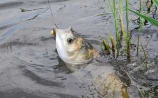 Ловля тослтолобика – лучшие снасти, наживки и приманки