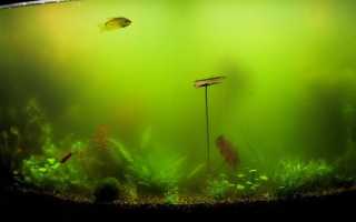 Причины цветения аквариума и методы решения проблемы