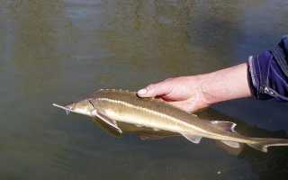 Как и на что ловить стерлядь