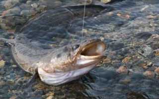 Ловля налима на Оке осенью. Необходимые снасти для рыбалки