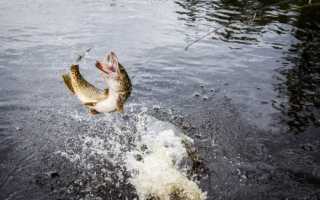 Ловля щуки в сентябре на спиннинг — тактика ловли с берега и лодки