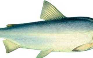 Рыба «Муксун» фото и описание