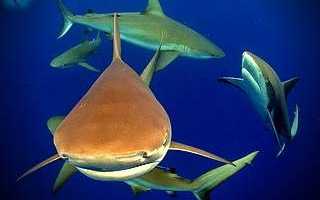 Рыбы акулы индийского океана