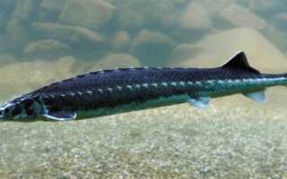 Осетровые виды рыб