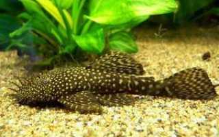 Правильное содержание и разведение сома анциструса в домашних условиях