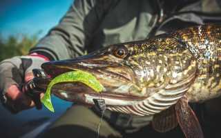 Ловля щуки в сентябре на спиннинг: где искать, как и на что ловить