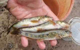 Ноябрьская рыбалка — кого и где ловить