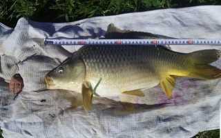 Кукуруза для рыбалки