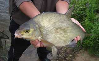 Каша для леща под разные условия ловли