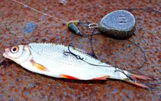 Что такое донка на щуку?