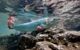 Красная рыба — виды и названия