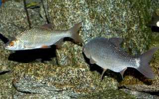 Обыкновенная плотва: характеристики вида, особенности питания и способы ловли