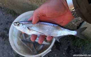 Виды речной рыбы