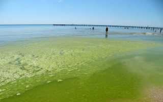 Цветет море анапе сентябре