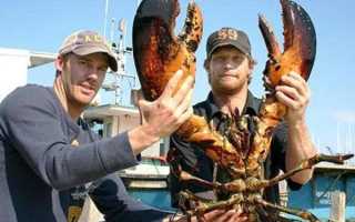 Что лучше едят раки и какой пищей их кормить в домашних условиях