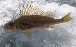 Каталог рыб: фото и описание