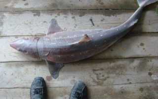 Рыбалка в Витязево