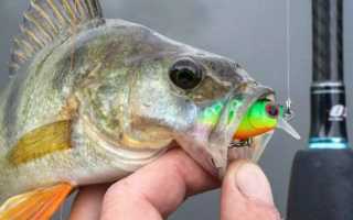 Какие ратлины применяют на окуня зимой