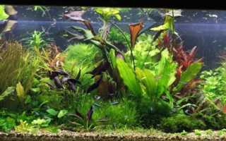 Голландский аквариум в доме — планировка и особенности ухода