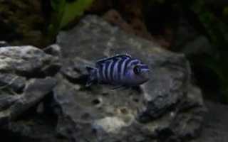 Активная рыбка Псевдотрофеус демасони в вашем аквариуме