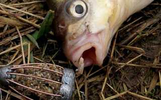 Ловля на фидер весной