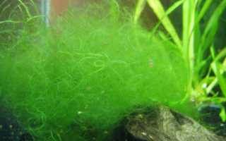 Почему зеленеет вода в аквариуме и как с этим бороться?