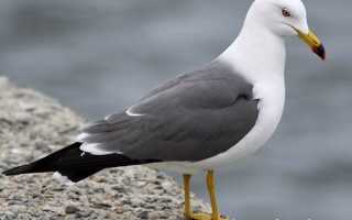 Где ночуют чайки черного моря