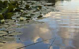 Ловля леща