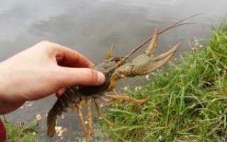 Раколовка своими руками, принцип действия и способы изготовления