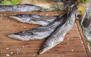 Как засолить икру щуки в домашних условиях