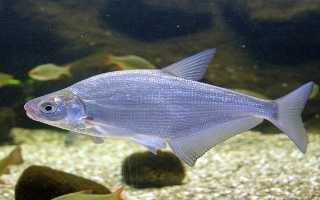 Белоглазка