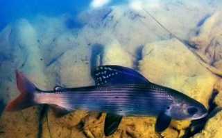 Рыба хариус – что это продукт, рецепт запеченной, жареной, малосольной, тушеной и соленой рыбы