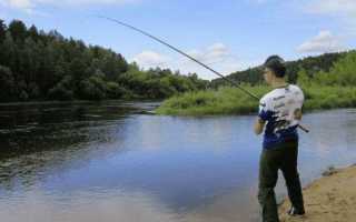 Рыба «Губан-перепёлка» фото и описание