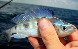 Рыба «Остронос» фото и описание