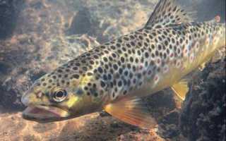 Рыба «Кумжа» фото и описание