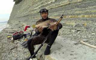 Рыба «Горбыль красный» фото и описание