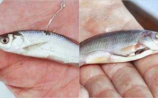 Как ловить судака на живца?