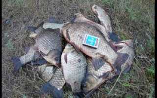 Рыбалка без удочки: как ловить рыбу, без рыболовных снастей