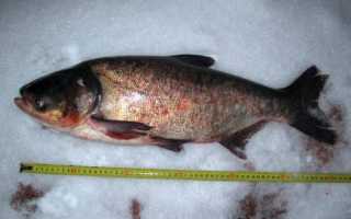 Толстолобик