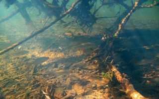 Нерест плотвы