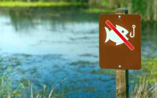 Нерест рыбы. Что такое нерест и как он проходит у разных видов рыб