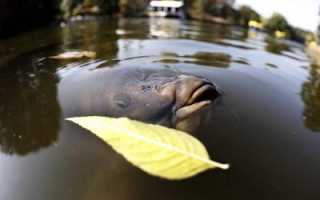 Ловля сазана осенью: особенности поведения, выбор прикормки и приманки