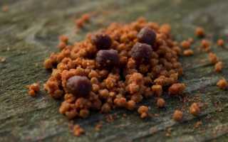 Прикормка для плотвы зимой своими руками в домашних условиях