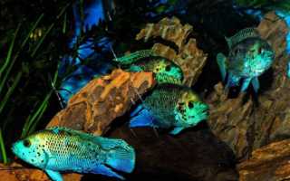 Бриллиантовая цихлазома: содержание, разведение, совместимость