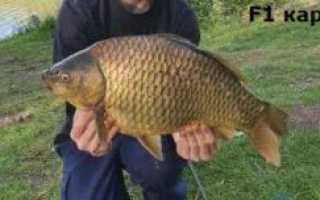 Что за рыба карп?
